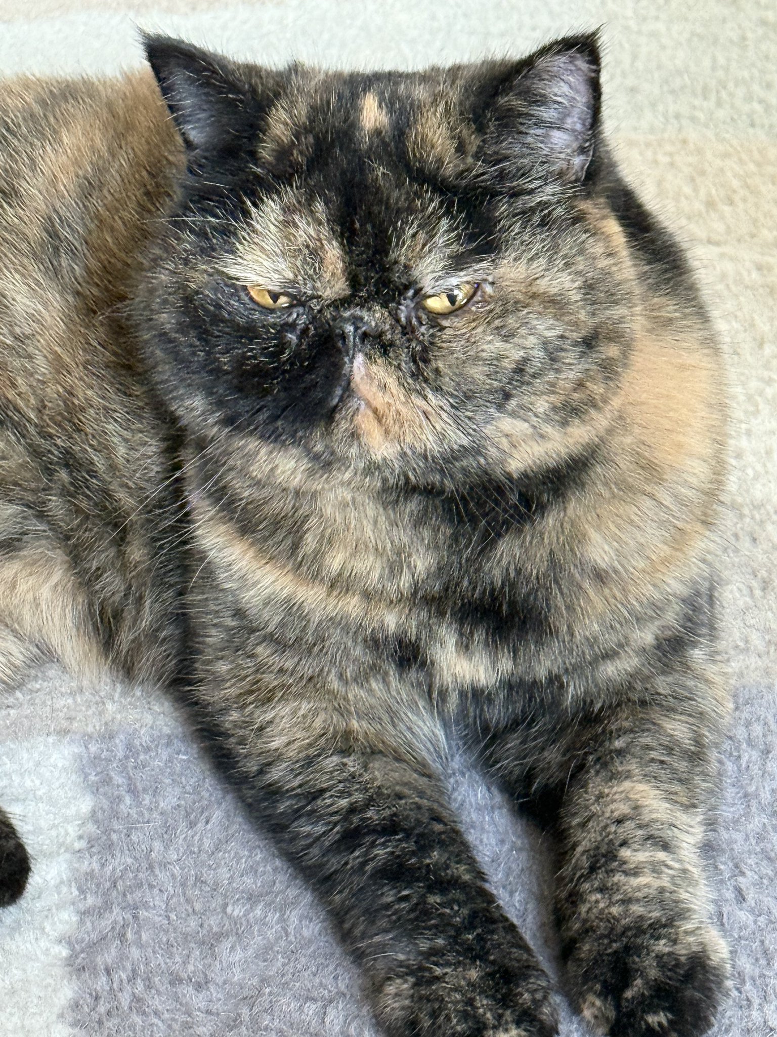 ネコワナンビキオッテモコマランと思う。ページ Living with a cat that's over 20 years oldfrom this point