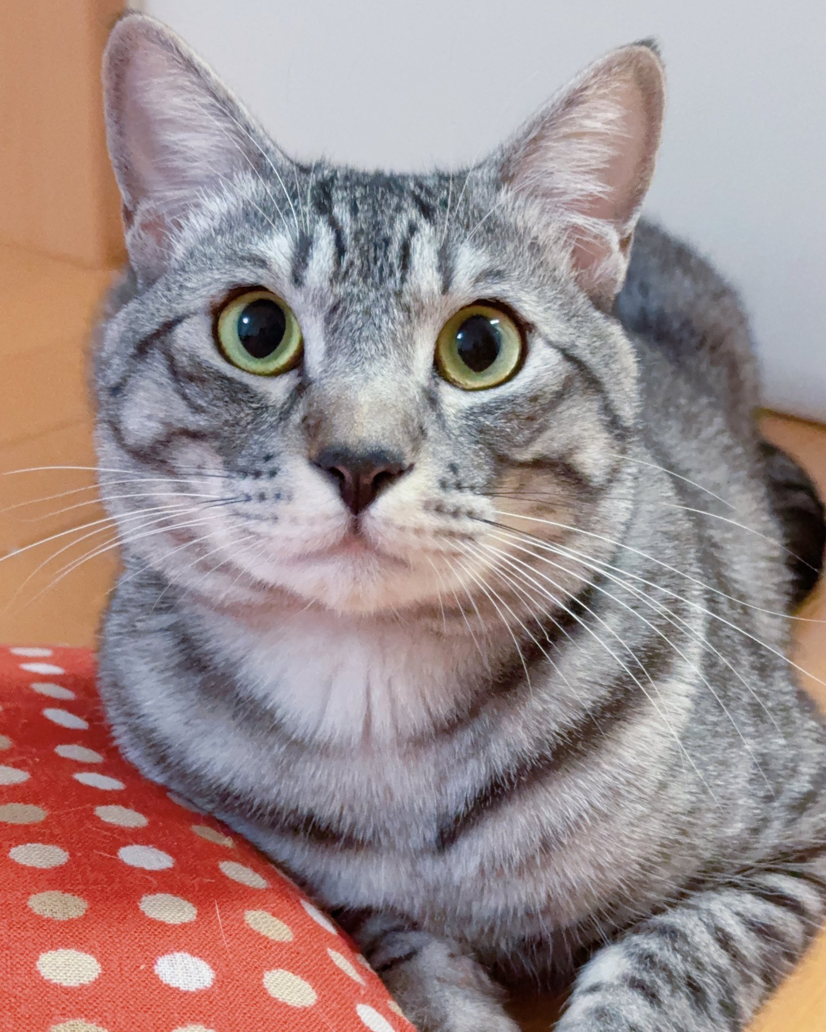 あやねこ か)ねこあや on X: 