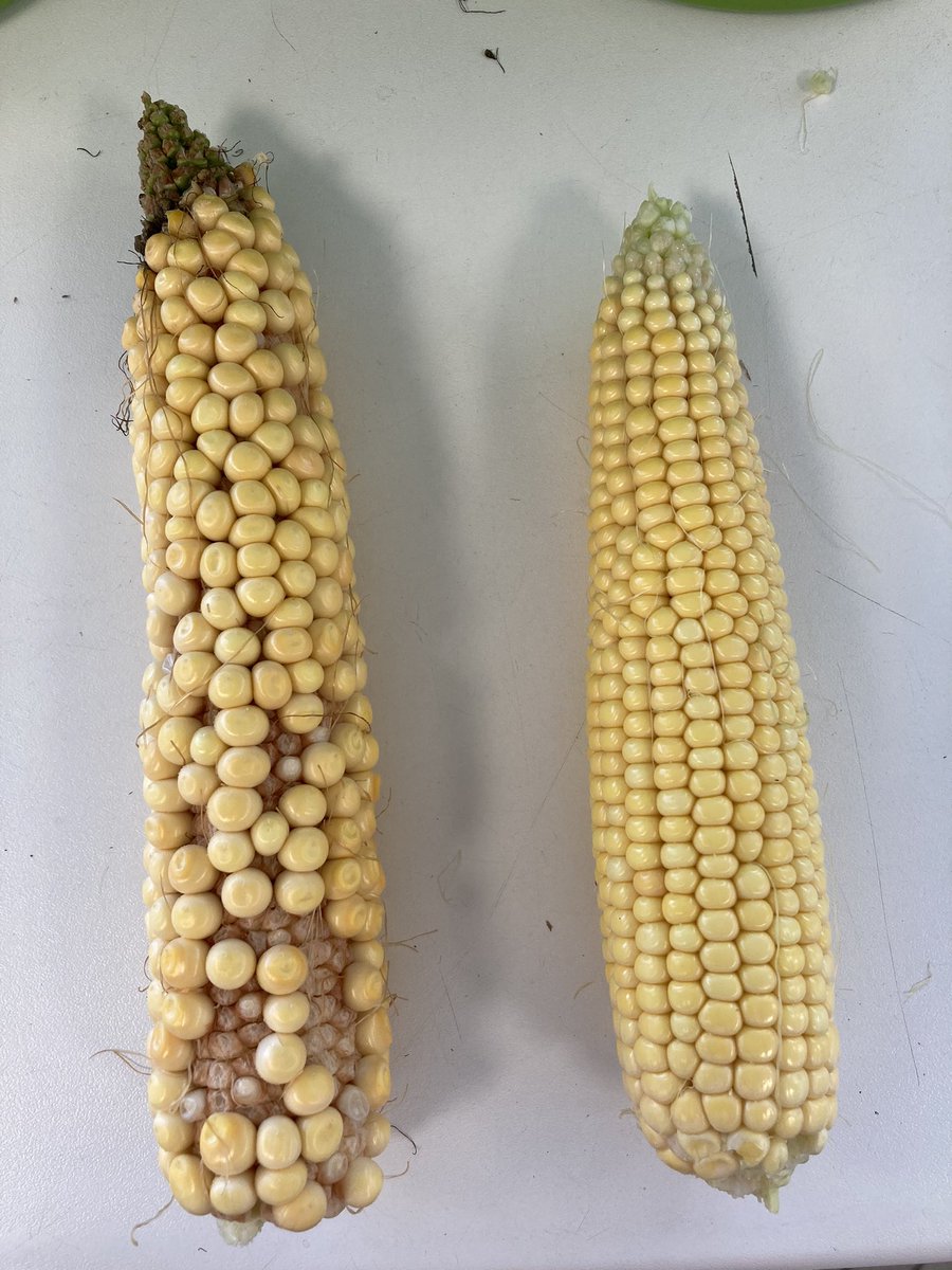 Un champs d’écart.
Irrigués tous les deux mais dates de semis différentes, donc impact forêts chaleurs à la floraison diffèrent aussi

On est encore loin du stade 50% d’eau pour ce #maïs #Alsacien