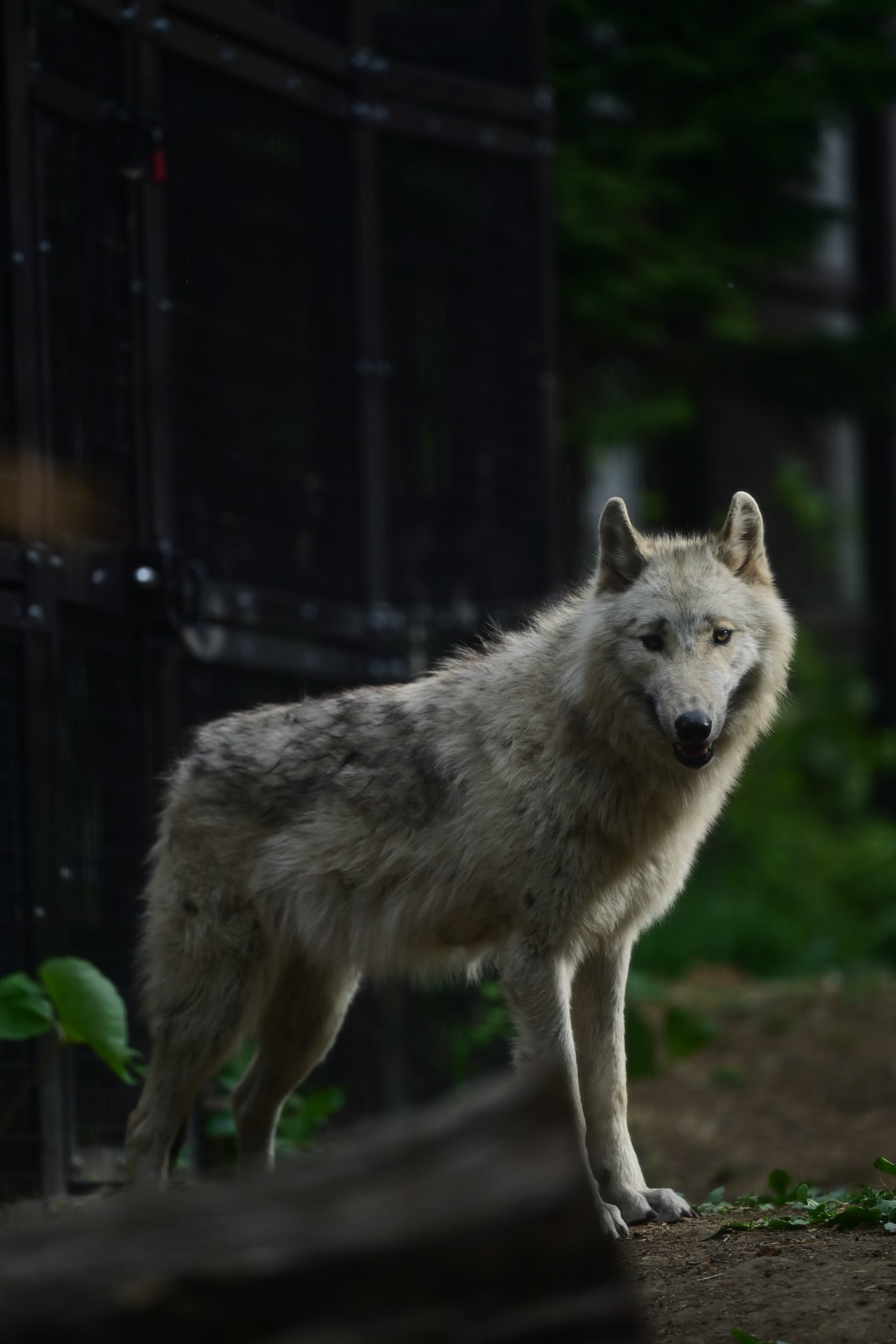 【数量限定レア】ASAHIYAMA ZOO Vol.1 コンプ & 森林オオカミ 数量限定レア】ASAHIYAMA ZOO Vol.1 コンプ & 森林オオカミ その他