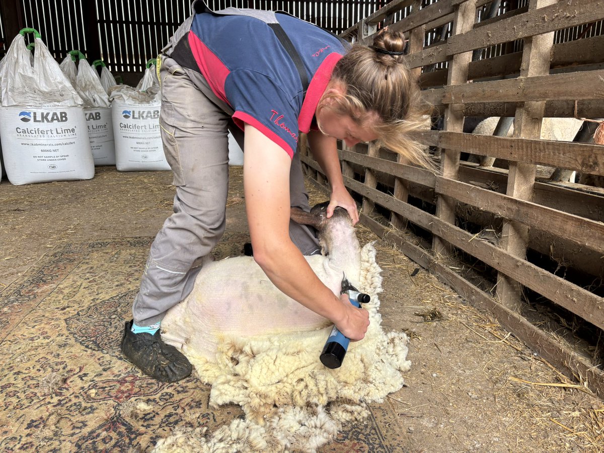 nickyprice's tweet photo. Also some lamb shearing in Upleadon ..#Gloucestershire #farming #bbcfarmwatch https://t.co/NIjdd7ct9e