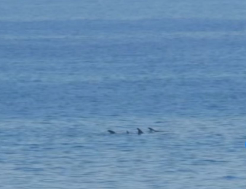 José Luis Brito M. (@jlbritonativo) on Twitter photo Hoy en playa Chica y Grande de Cartagena unos 20 ejemplares aproximadamente de los Delfines de Risso o Calderones grises <a href="/MMAChile/">Ministerio del Medio Ambiente</a> <a href="/mma_valparaiso/">Seremi MMA Valparaíso</a> <a href="/sernapesca/">Servicio Nacional de Pesca y Acuicultura 🇨🇱</a> <a href="/Muni_Cartagena/">Municipalidad de Cartagena Chile</a> Hoy en playa Chica y Grande de Cartagena unos 20 ejemplares aproximadamente de los Delfines de Risso o Calderones grises <a href="/MMAChile/">Ministerio del Medio Ambiente</a> <a href="/mma_valparaiso/">Seremi MMA Valparaíso</a> <a href="/sernapesca/">Servicio Nacional de Pesca y Acuicultura 🇨🇱</a> <a href="/Muni_Cartagena/">Municipalidad de Cartagena Chile</a>