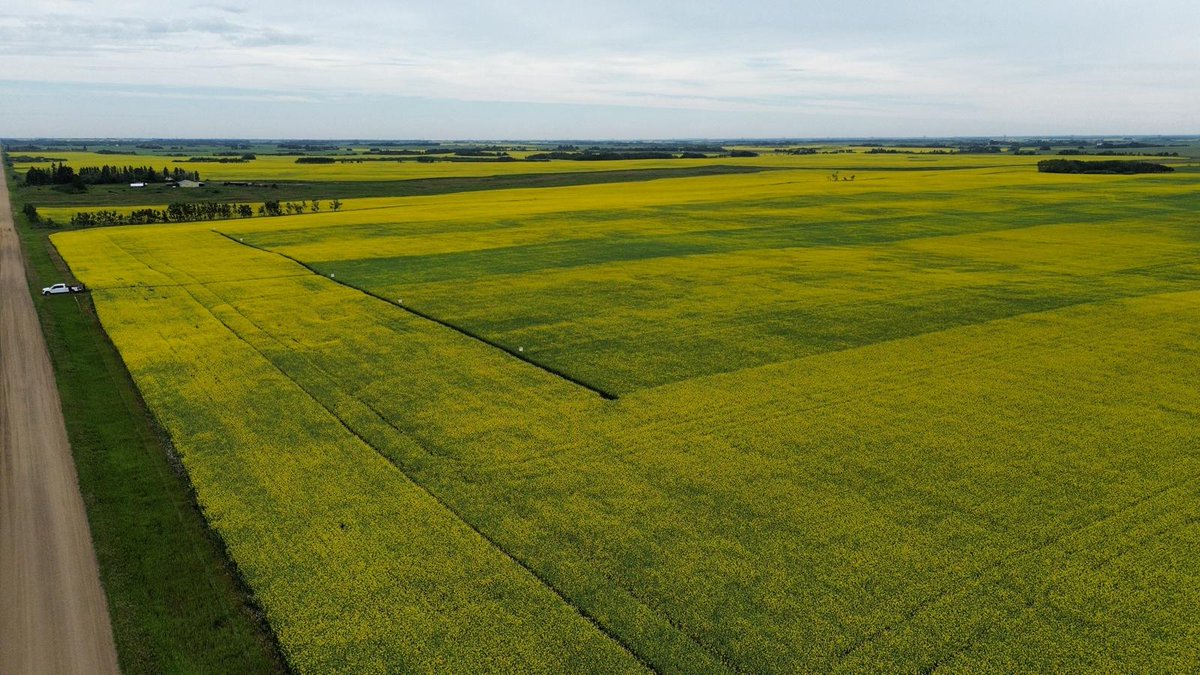Garth’s 6-variety LibertyLink® Canola trial east of Holden was coming along nicely when we checked in on it in July! 🌱💪

It’s been exciting to see differences develop in the field and we can’t wait to share what we’re learning.

Big thanks to Garth and everyone involved in this