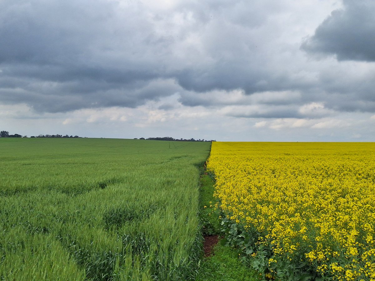 El trigo de tu pan, tu pizza, tu fideo, tus pastas, y la canola fuente de Omega. Iruña, Alto Paraná