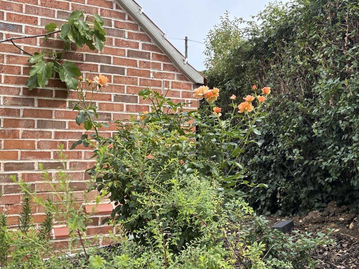 ⁦<a href="/isobel_maddison/">Isobel Maddison</a>⁩ The Elizabeth von Arnim roses are thriving