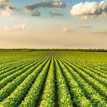 🚨BREAKING: Do you agree with Representative Chip Roy that only American citizens should be allowed to own farmland in America?

A. Yes
B. No