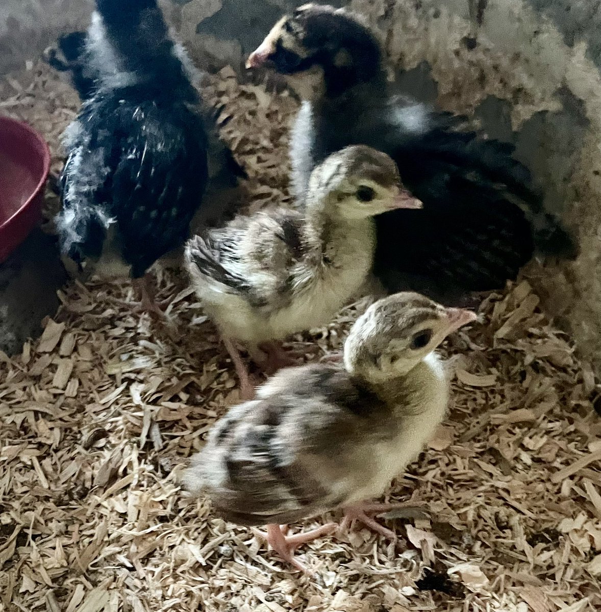 Hatched a couple peachicks (peacock) 🦚 and got them a couple chicken 🐥 friends