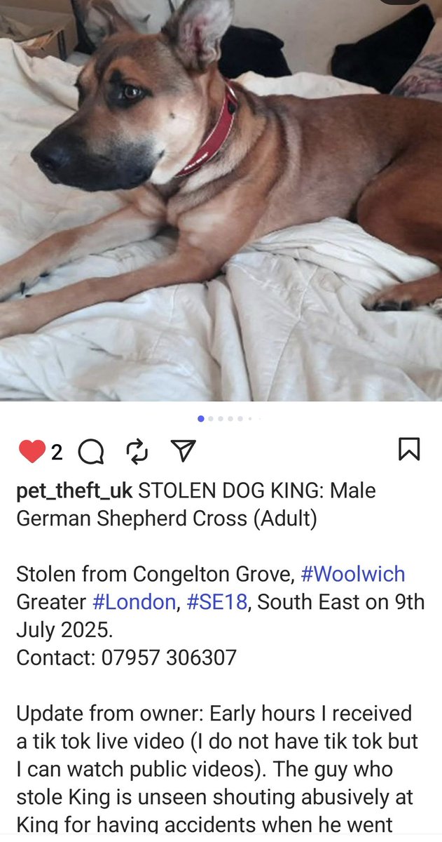 vegangirl_fortheanimals🌱 (@sam_mie_j) on Twitter photo Stolen‼️‼️‼️‼️‼️‼️
London se18
9th July
<a href="/MissingPetsGB/">Missing Pets GB</a>
<a href="/pettheftaware/">Pet Theft Awareness</a>
<a href="/DogsTrust/">Dogs Trust 💛🐶</a>
<a href="/realDogsHouse/">Dogs Community 🦴</a>
#stolen #missing #dogsoftwitter
⬇️⬇️⬇️⬇️⬇️⬇️⬇️⬇️⬇️⬇️⬇️⬇️ Stolen‼️‼️‼️‼️‼️‼️
London se18
9th July
<a href="/MissingPetsGB/">Missing Pets GB</a>
<a href="/pettheftaware/">Pet Theft Awareness</a>
<a href="/DogsTrust/">Dogs Trust 💛🐶</a>
<a href="/realDogsHouse/">Dogs Community 🦴</a>
#stolen #missing #dogsoftwitter
⬇️⬇️⬇️⬇️⬇️⬇️⬇️⬇️⬇️⬇️⬇️⬇️
