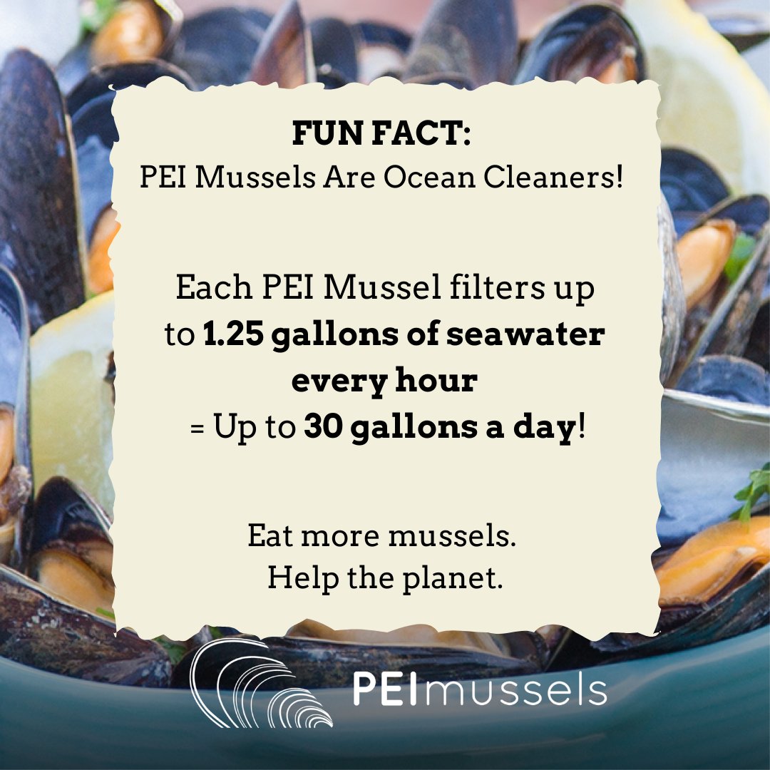 Ever heard of seafood that cleans the ocean? 🌊 

PEI Mussels can filter up to 30 gallons of seawater a day, helping to keep our oceans healthy and ecosystems thriving.

Sustainably farmed in PEI, they're big on taste + low on impact.

👉 peimussel.com