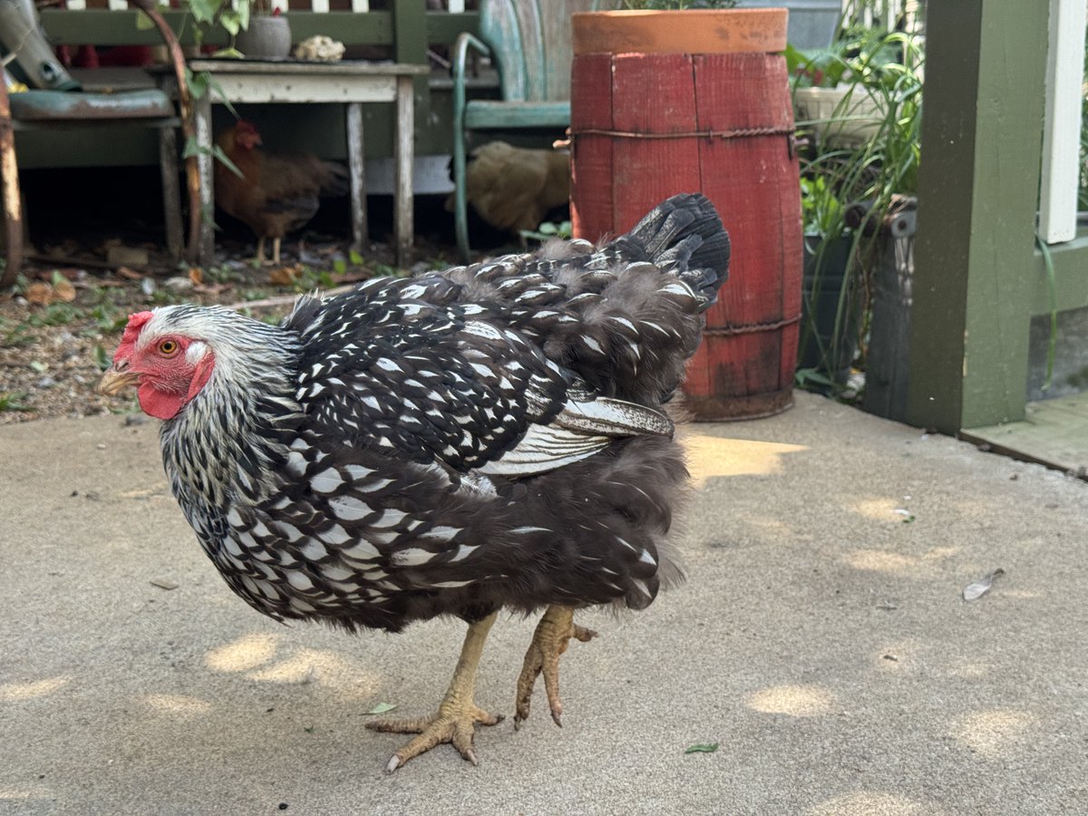 Irene just started molting and now she's sad