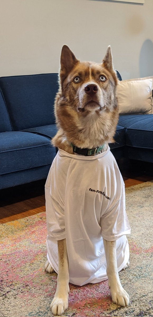 5 year anniversary of when I put Koda in a shirt