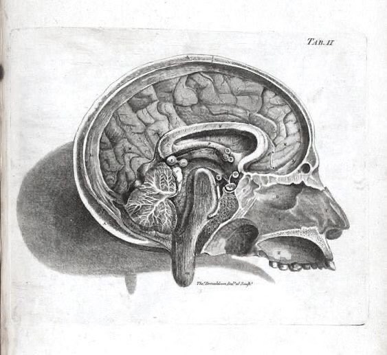 Cross section of the brain by Alexander Munro circa. 1783 #histmed #historyofmedicine #anatomy #pastmedicalhistory