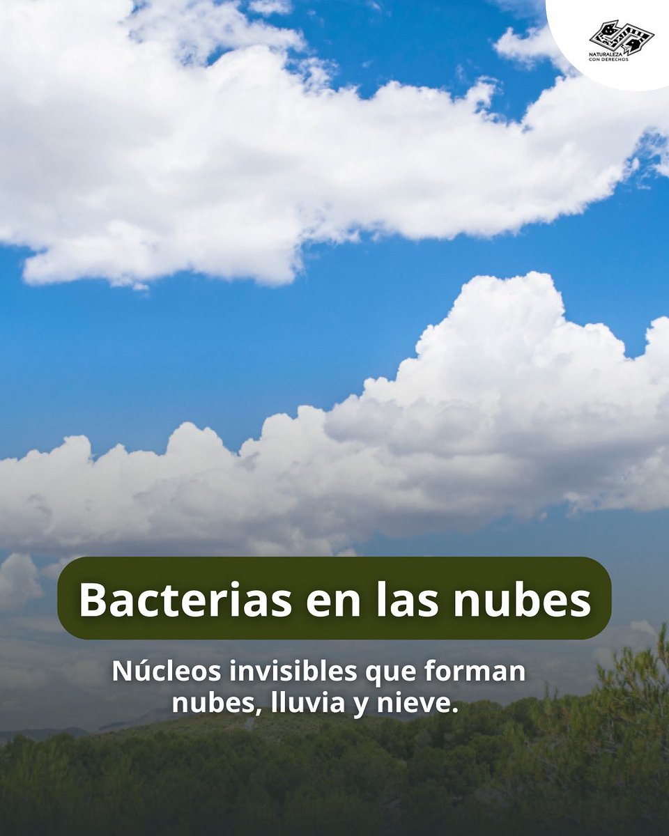 ☁️Aún se requiere bastante investigación para conocer que funciones cumplen las bacterias que se encuentran en la atmósfera. Por ahora sabemos de su presencia y que una parte significativa de ellas se encuentra activa. 

Lee más ⬇️
naturalezaconderechos.org/2025/07/01/bac…