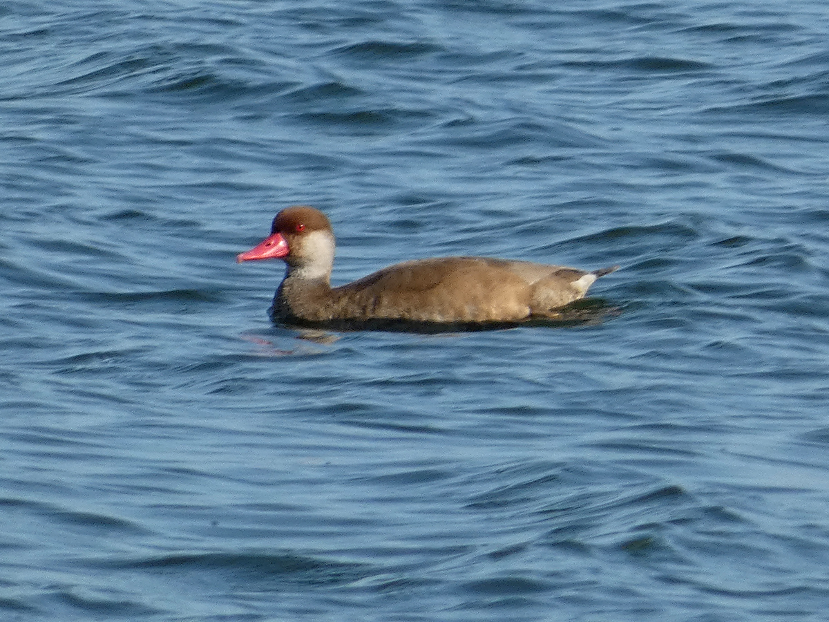 Bob Hazell (@bobhazell) on Twitter photo A Red-crested Pochard was my first of the year (distant photo for record purposes) <a href="/STWDraycote/">Draycote Water</a>. Also 2 Little Ringed Plover, Dunlin, 25+ Goosander, 12+ Yellow Wagtail (many juveniles), 2 Yellow-legged Gull and c35 Little Egret. <a href="/Draycotebirding/">Draycotebirding</a> A Red-crested Pochard was my first of the year (distant photo for record purposes) <a href="/STWDraycote/">Draycote Water</a>. Also 2 Little Ringed Plover, Dunlin, 25+ Goosander, 12+ Yellow Wagtail (many juveniles), 2 Yellow-legged Gull and c35 Little Egret. <a href="/Draycotebirding/">Draycotebirding</a>