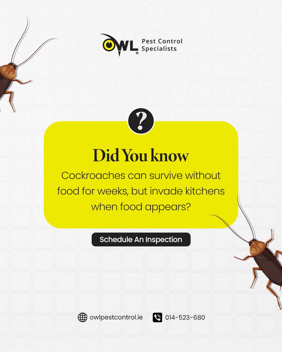 owlpestcontrol's tweet image. Cockroaches can live for weeks without food, but the moment they sense even a crumb, your home becomes their buffet. These sneaky invaders aren’t just unsettling; they pose real health risks to your family and business. 

#pestcontroldublin #owlpestcontrol #cockroachcontrol