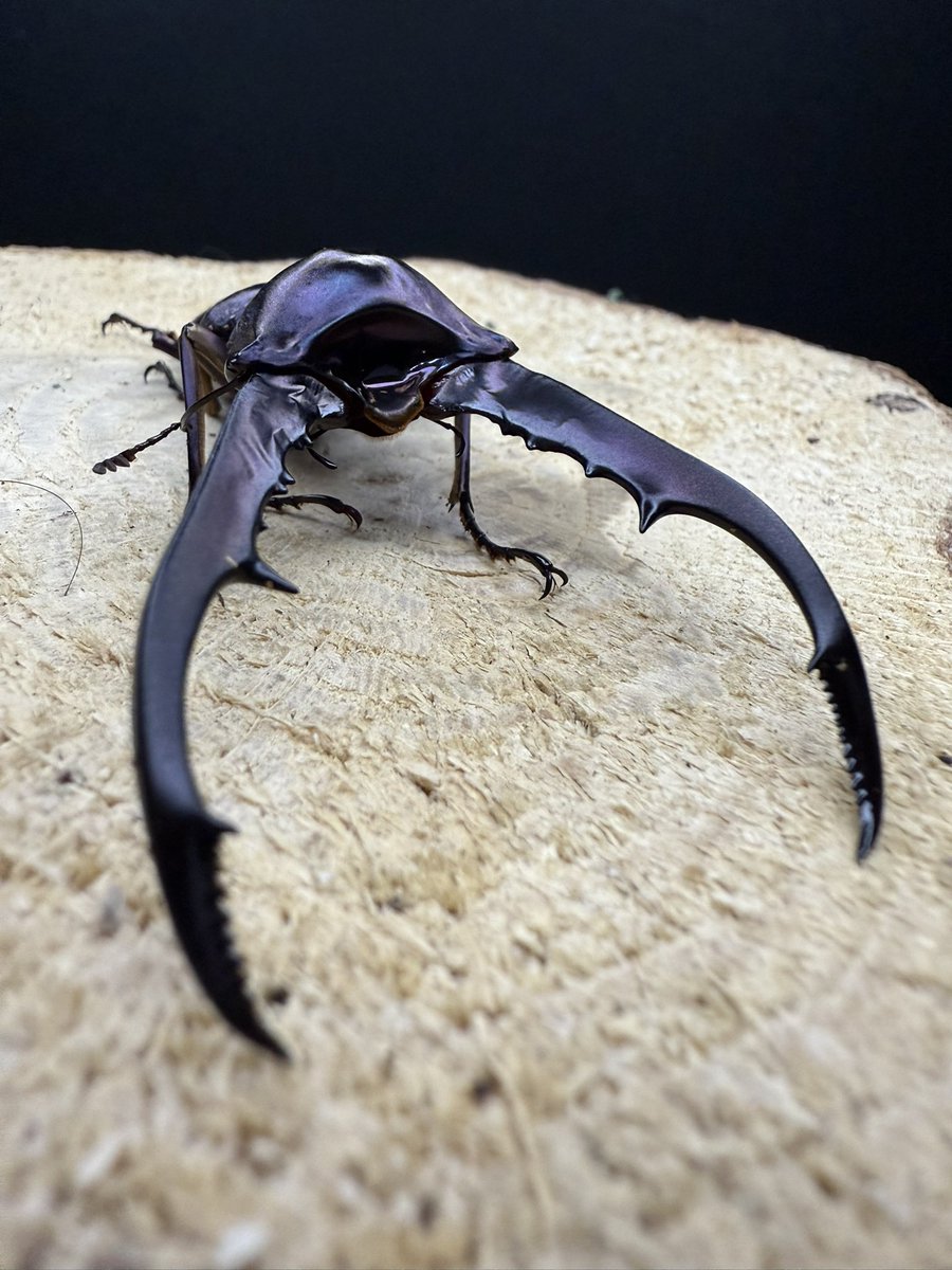 BIG_Dragon14's tweet photo. モッコリヘッドホソアカクワガタ。笑笑 https://t.co/DWjoZKuCnC