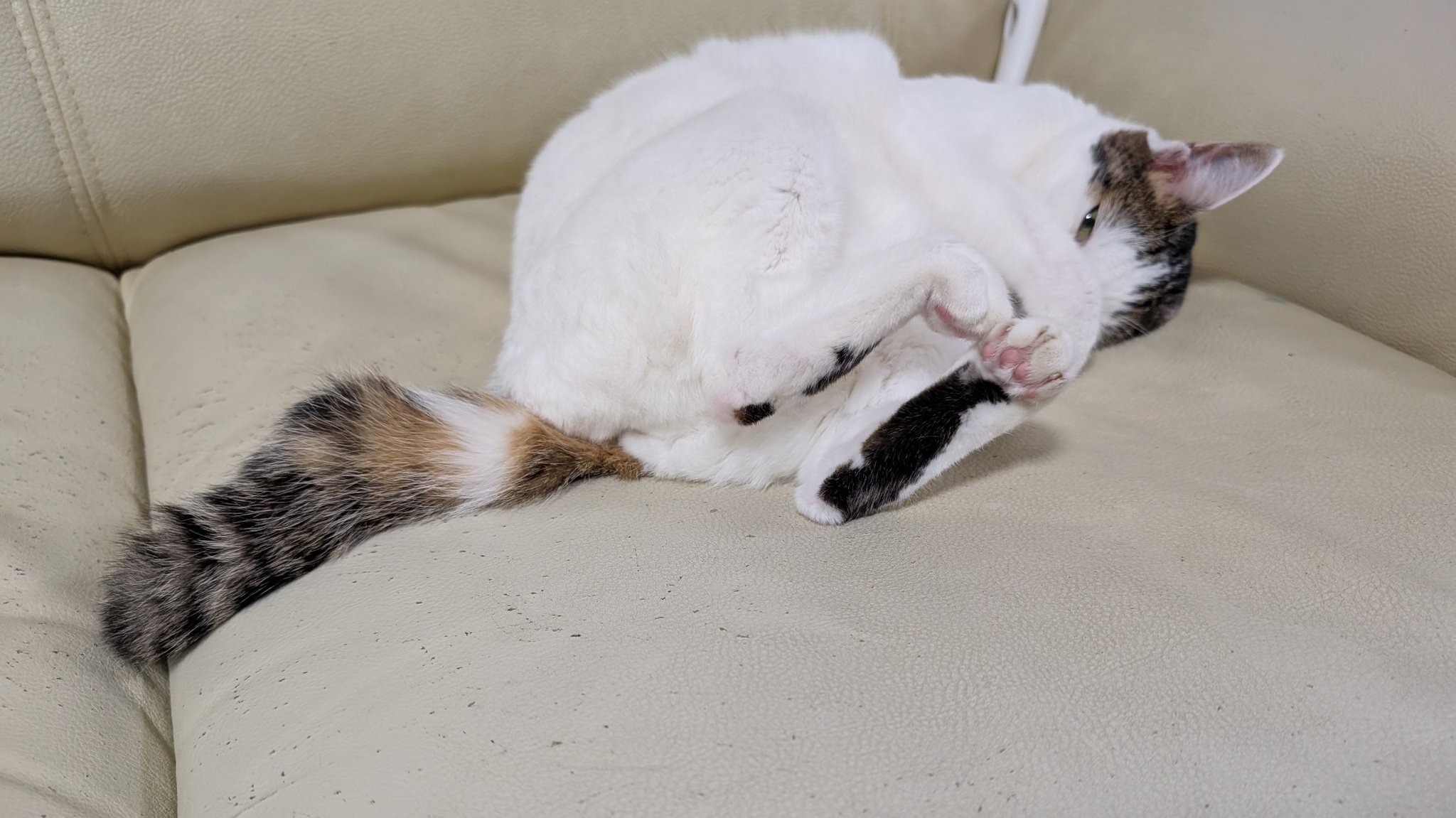 失敗される猫 On the ninth night after we rescued this skinny, long-haired