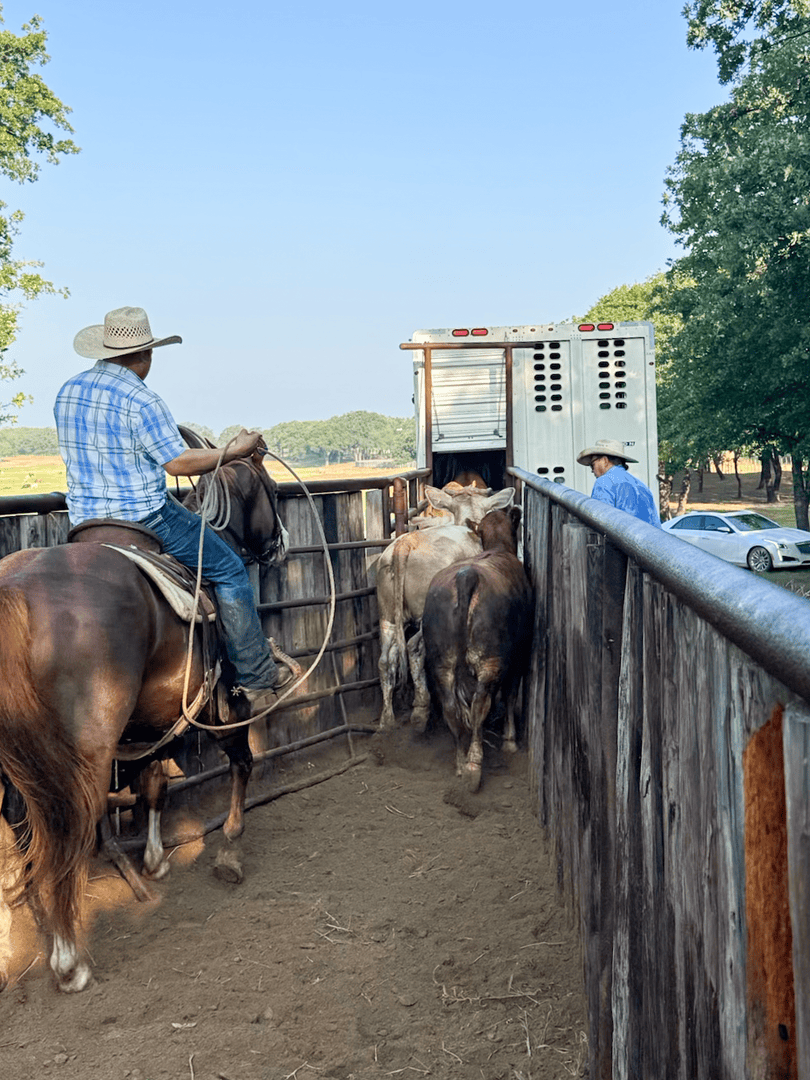 live_ag_auction's tweet photo. Beautiful morning to ship cattle out of Weatherford, Texas. Thank you to both repeat buyers and sellers for their trust in LiveAg!
#LiveAg #WeLiveIt #LivestockMarketing #CattleRanch #Rancher #LivestockMarket #CattleAuction #LivestockAuction #Agriculture https://t.co/uG2MAoVoTY