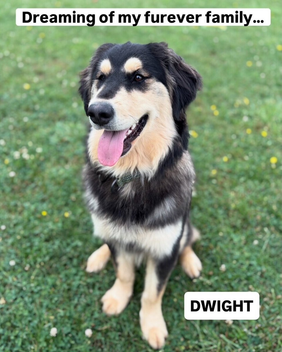 DWIGHT (1yr male husky mix - Niagara Falls)
Dwight is a playful young boy. He does everything with a smile, from playing fetch, to sitting for treats, to asking for belly rubs. With consistent positive training, he will be the best furever companion.