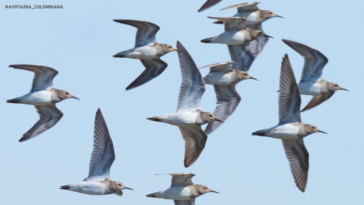 La migración boreal continúa en Colombia y los "chorlitos" empiezan a llegar en grandes números. A buscar en hábitats lodosos, por ahí andan estas bellezas...
#AvifaunaColombiana