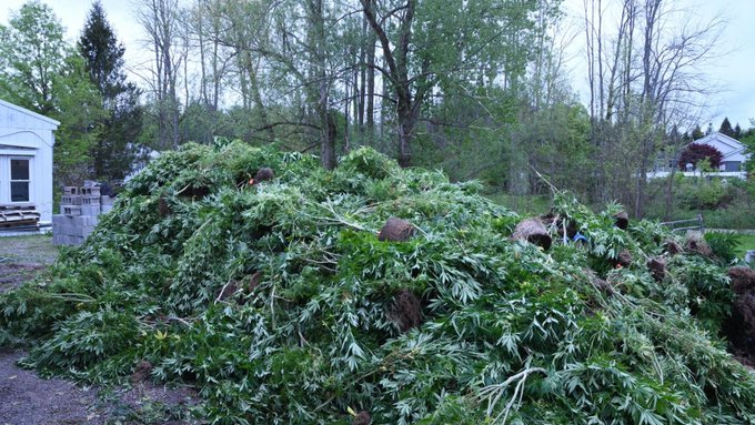 todd_harrison's tweet image. DEA: Criminal ‘marijuana farm' in New York supplied illegal NYC smoke shops

nbcnewyork.com/news/local/cri…