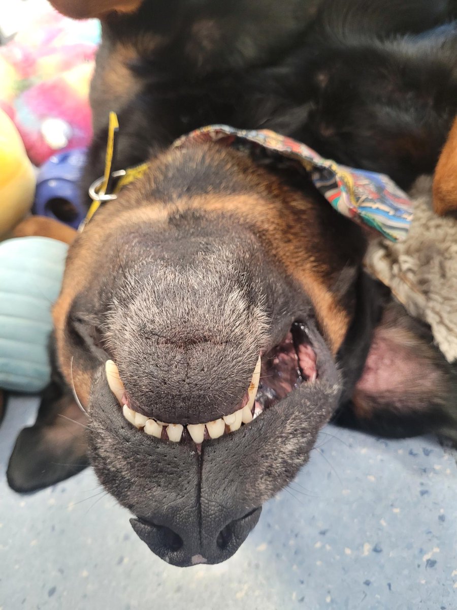 Dogs Trust Ireland tweet media