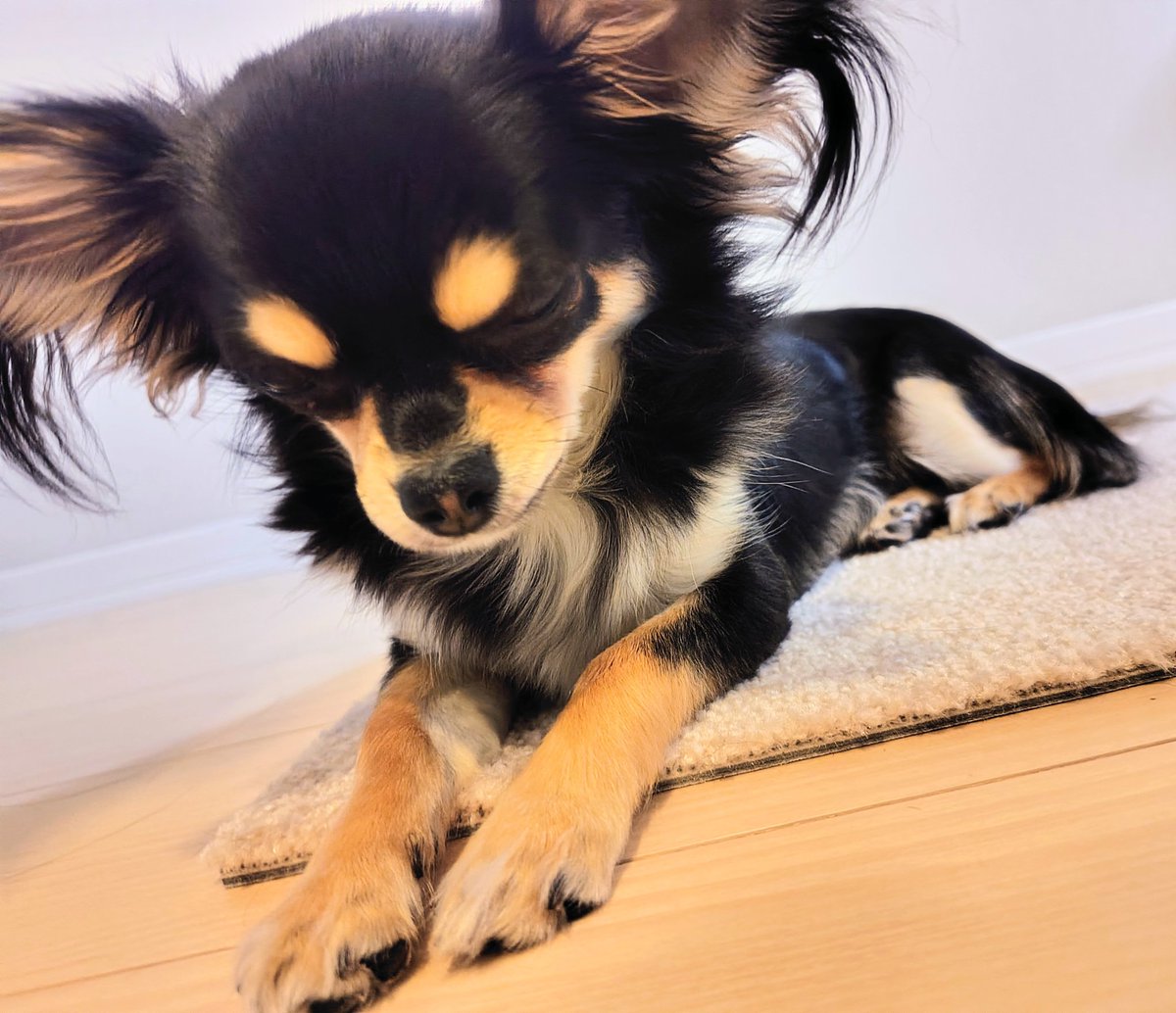 ใใใ๐ Ringo the Chihuahua (@ringo_lcc) on Twitter photo ไปๆฅใๅคงไบบใใใ้ฃฏ๐ฝ๏ธใฎๆบๅใๅพ
ใฃใฆใฆใใใฆใใใๅญใ ใชใผใชใใฆๆใฃใฆใใใโฆใใ๏ผๅพ
ใกใใใณใใฆๅฏใกใใฃใใฟใใใงใ๐
ใพใใใกใใฃใฆใใใใญ๏ฝ๐ญใ้ฃฏ้ฃในใฆใใ๏ฝใใใๅฏใใใญ๐ค ไปๆฅใๅคงไบบใใใ้ฃฏ๐ฝ๏ธใฎๆบๅใๅพ
ใฃใฆใฆใใใฆใใใๅญใ ใชใผใชใใฆๆใฃใฆใใใโฆใใ๏ผๅพ
ใกใใใณใใฆๅฏใกใใฃใใฟใใใงใ๐
ใพใใใกใใฃใฆใใใใญ๏ฝ๐ญใ้ฃฏ้ฃในใฆใใ๏ฝใใใๅฏใใใญ๐ค