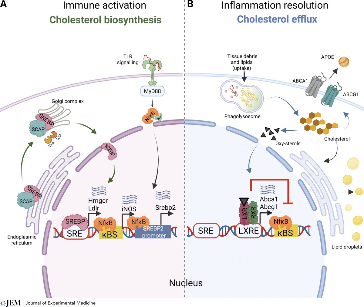 John Lukens (@lukensjohnr) on Twitter photo Lipid metabolism and neuroinflammation: What is the link? <a href="/JExpMed/">Journal of Experimental Medicine</a> rupress.org/jem/article/22… Lipid metabolism and neuroinflammation: What is the link? <a href="/JExpMed/">Journal of Experimental Medicine</a> rupress.org/jem/article/22…