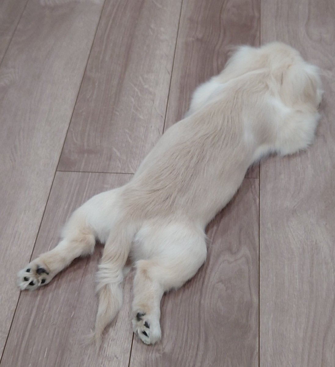 1枚目、1ヶ月半前。
2枚目、最近。

クマの剥製の絨毯みたいな寝方が好きなようだ…

大きくなったなぁ😍✨

#ペキニーズ #チワワ #ミックス犬  #かわいい #犬のいる暮らし #生後5ヶ月