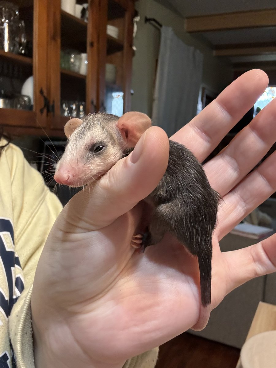 Trying to find a rescue/rehab nearby. 

My life needs to be a reality tv show I swear🥲🥲🥲