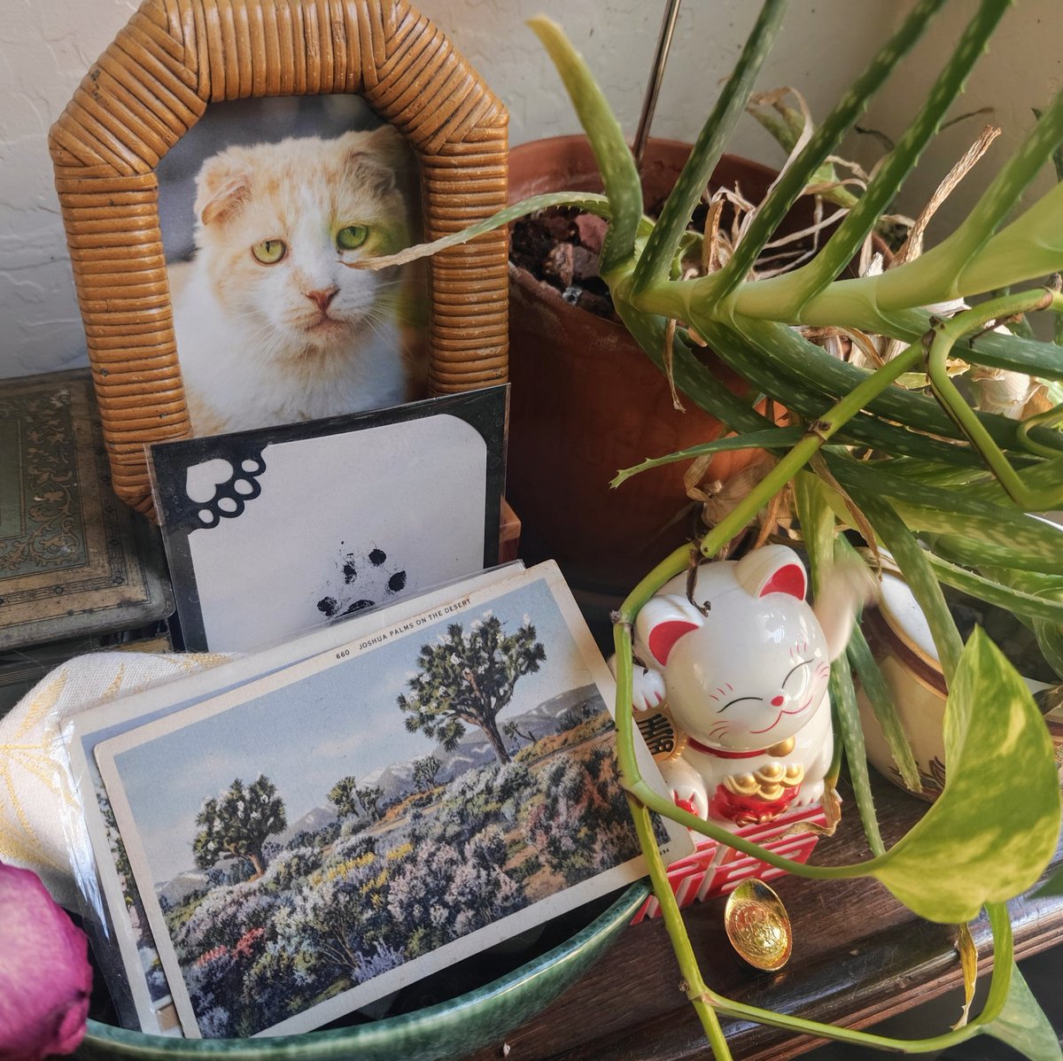 Today is 4 years since I lost this baby.  I rescued him from the street in Phoenix and he got to live inside with me for 4 and a half  years.  I gave him the best life I could but FIV took him in the end.  💔❤️🐈👼