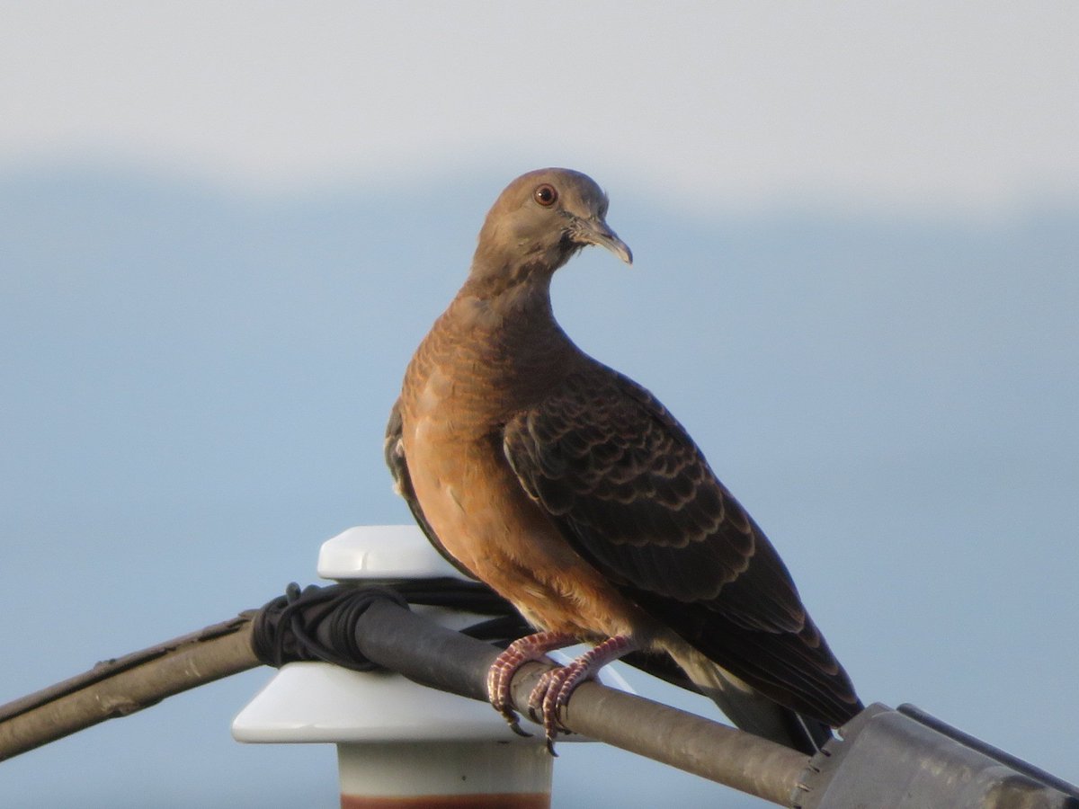 キジバト キジバト 2023夏の子育て - minato-cotonoha | 水門・言ノ葉