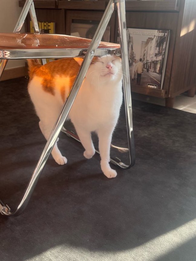 모모 기분 채고일때