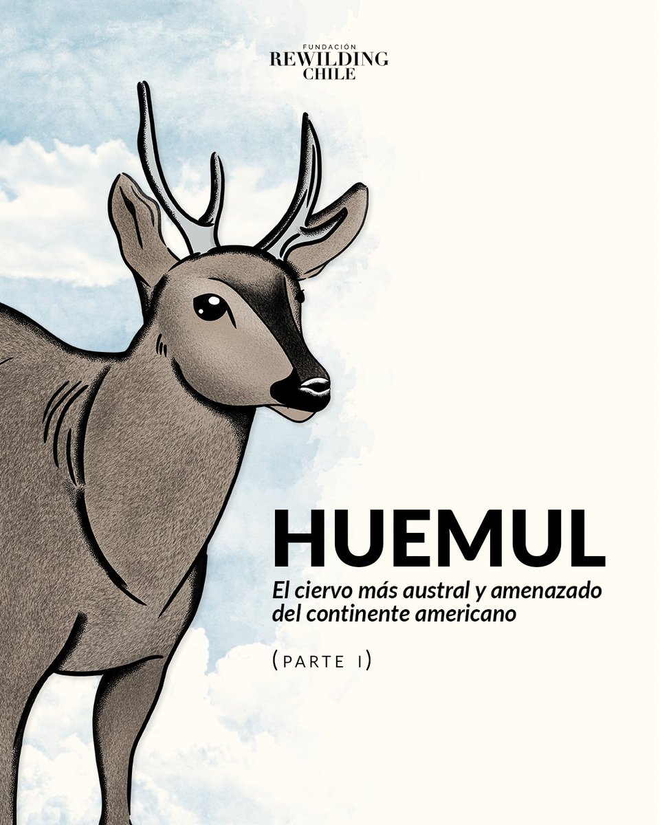 RewildingChile's tweet photo. ¡Aprendamos del Huemul! 🦌🏔️

Descubre algunos datos del ciervo más austral del mundo, una especie icónica de la Patagonia que resiste, a pesar de sus numerosas amenazas 💪🏽. https://t.co/r1dudd1uEH