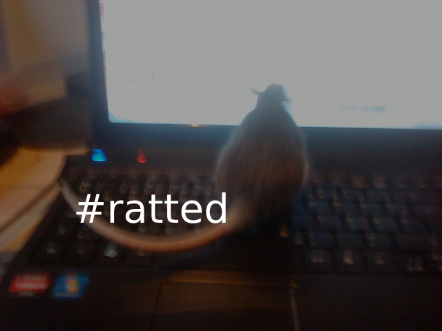 unknowncheatsme's tweet photo. @wiktorwiktor12a @notnullptr @huugday @absoSpaced get over it #ratted https://t.co/RUbKXNlS6S