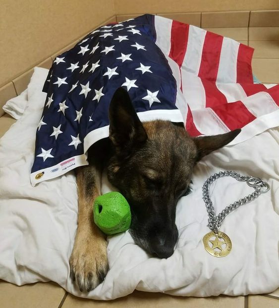 Beyond_theleash's tweet image. Please don't swipe past without sending him some love and prayers! 🥺