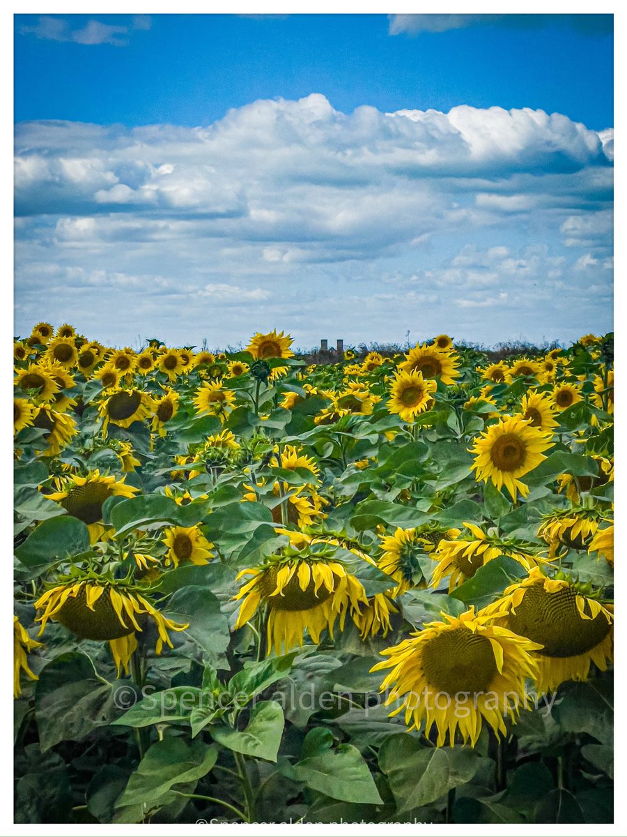 Sun flowers at reculver