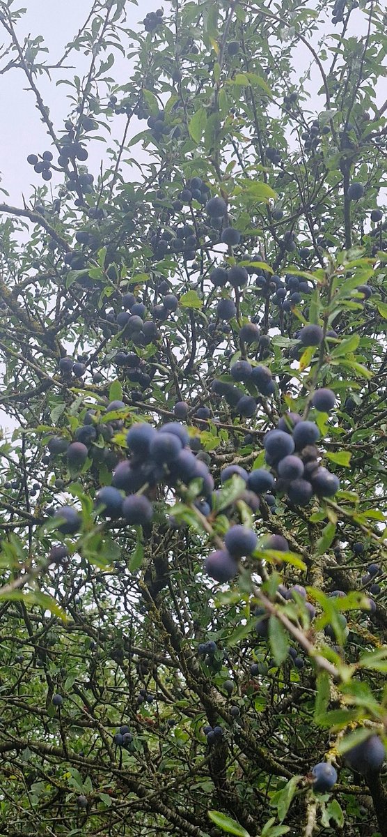 BrigidWalsh10's tweet image. The winds of change on Waterford Greenway today  💨 🚴‍♀️ 
#BlackBerry  #DamsonPlums #NatureVibes #grateful