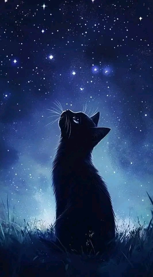 Tio Felino (Leo) tweet media