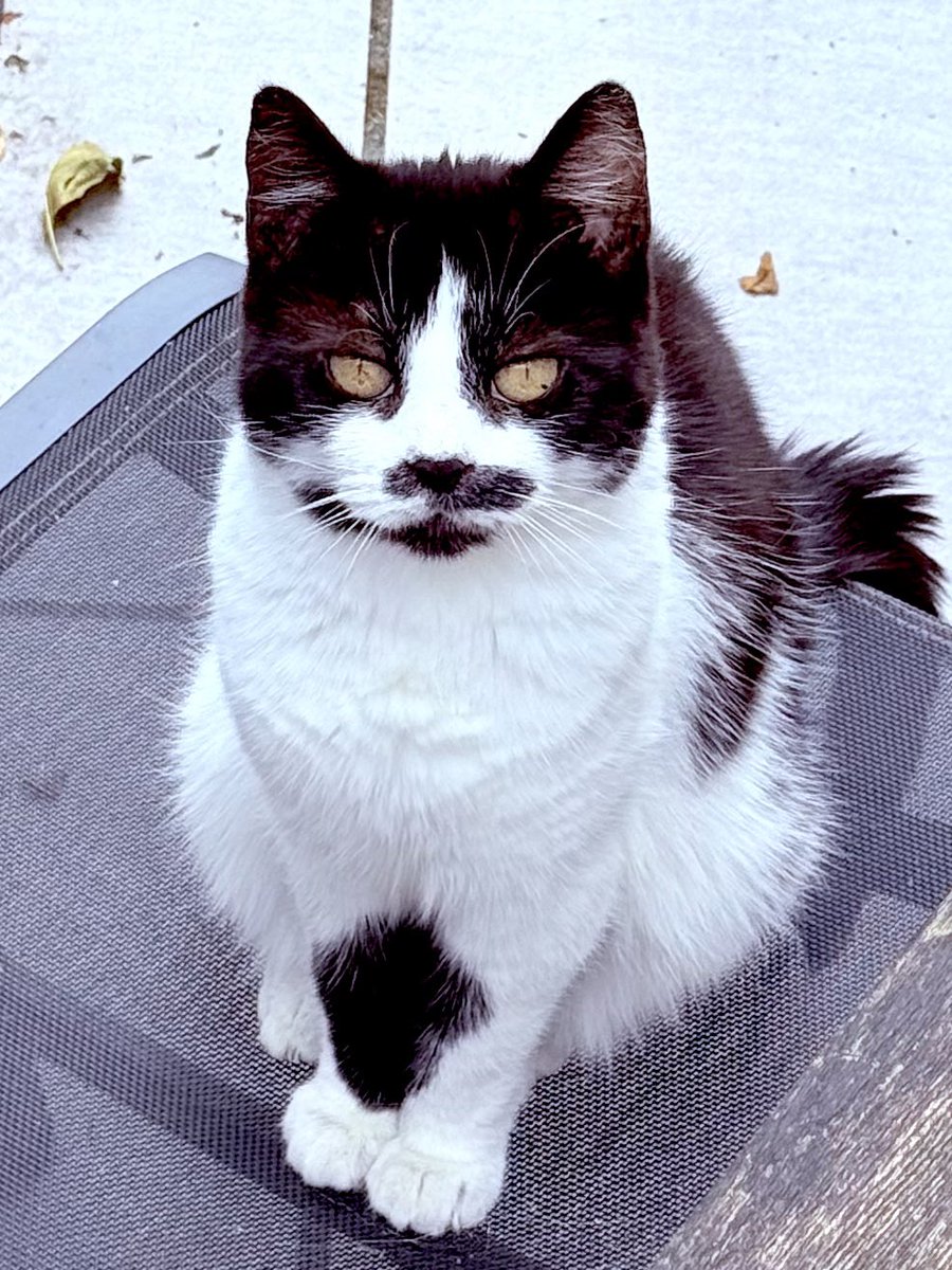 IsaMary2021's tweet image. There have been lots of comments about Eleri Celery Puddy Tat’s beautiful moustache, but my Mum just loves her crazy eyebrow whiskers. What do you think? 😻❤️❤️ #Eleri #WhiskersWednesday #KittyCat
