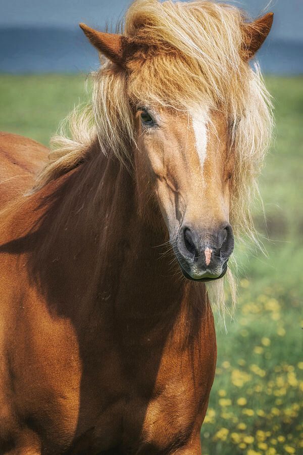 Joan Carroll (@joancarroll) on Twitter photo Blond Icelandic Horse! buff.ly/QOXaN8G #iceland #icelandic #horse #blond #chestnut #mane #animal #pasture #pastoral #friendly #BuyIntoArt #AYearForArt #artforsale #wallartforsale #giftideas <a href="/joancarroll/">Joan Carroll</a> Blond Icelandic Horse! buff.ly/QOXaN8G #iceland #icelandic #horse #blond #chestnut #mane #animal #pasture #pastoral #friendly #BuyIntoArt #AYearForArt #artforsale #wallartforsale #giftideas <a href="/joancarroll/">Joan Carroll</a>