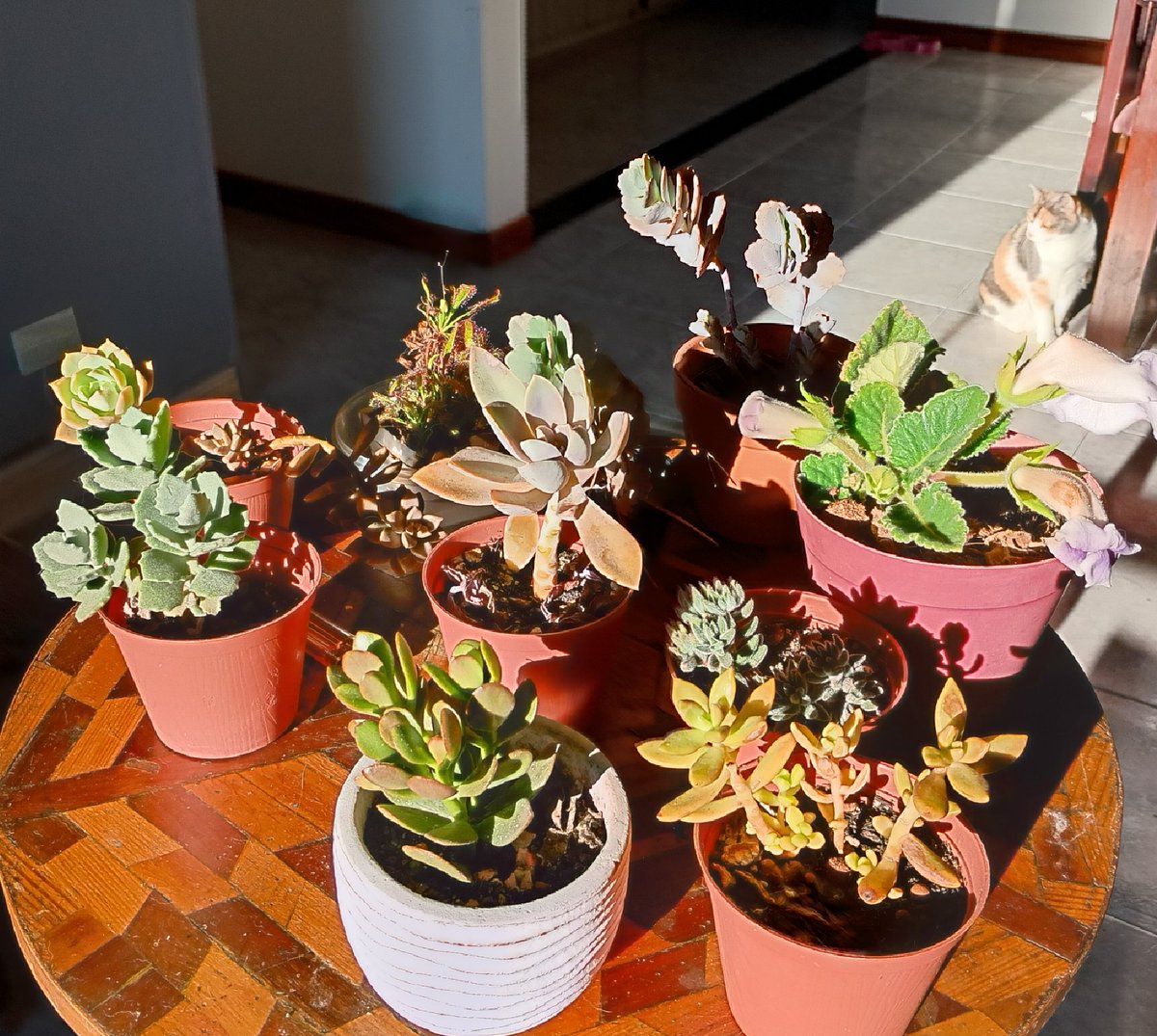 Mejor fue respirar y arreglar las matas