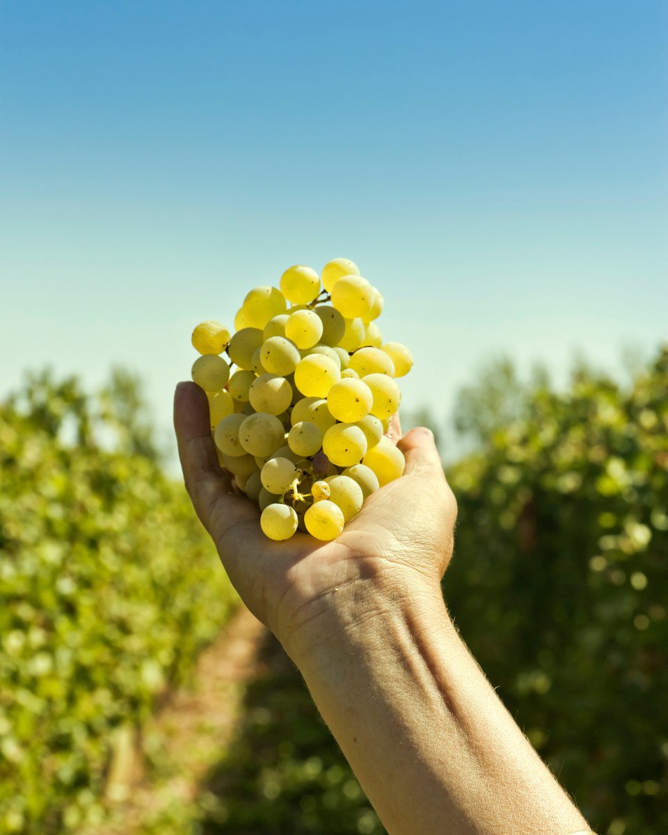🍇 A Vindima 2025 já começou!

Estamos prontos para colher o melhor da nossa terra e transformar cada uva num vinho memorável.

A nova colheita promete — e mal podemos esperar para partilhar consigo!