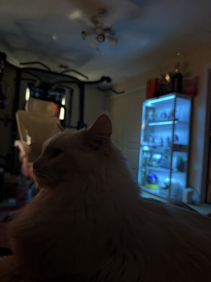 I’ve been taken hostage send help! 🦁