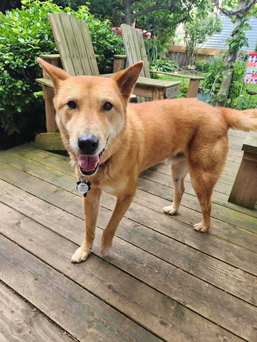 MISSING DOG! Last seen Aug 5th at 3 pm near Cutten Fields and GTI in Guelph, ON. His name is Fred and he's been loose for several days. Not wearing a collar. If spotted, please call 519-835-2122