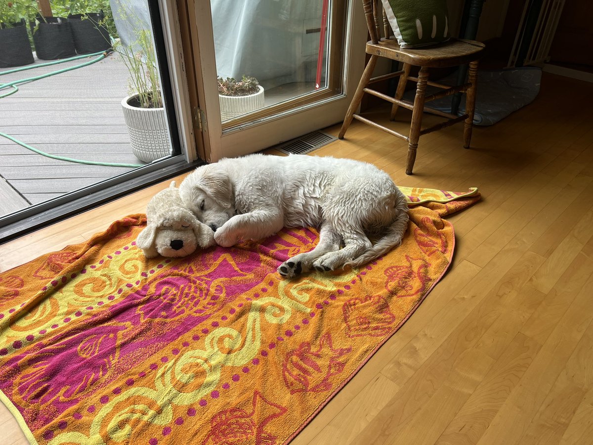 Bernie is all tuckered out after a mile around High Lake: