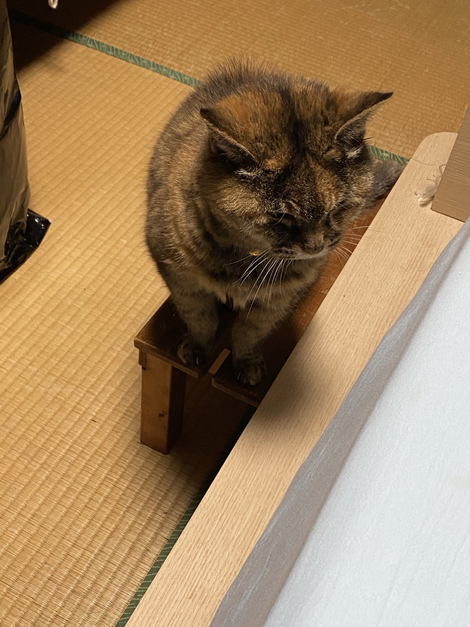 猫先輩  2点 When his beloved sister comes to play, the ex-boss cat gets