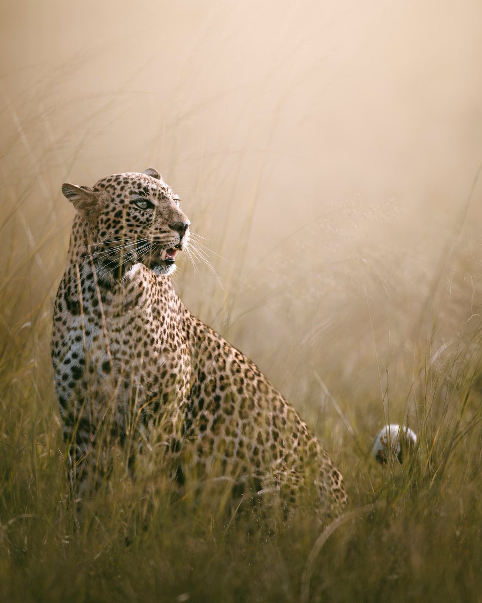 Lovely photo of a leopard in the long grass. Location not known. Credit to @mwituguru via Instagram