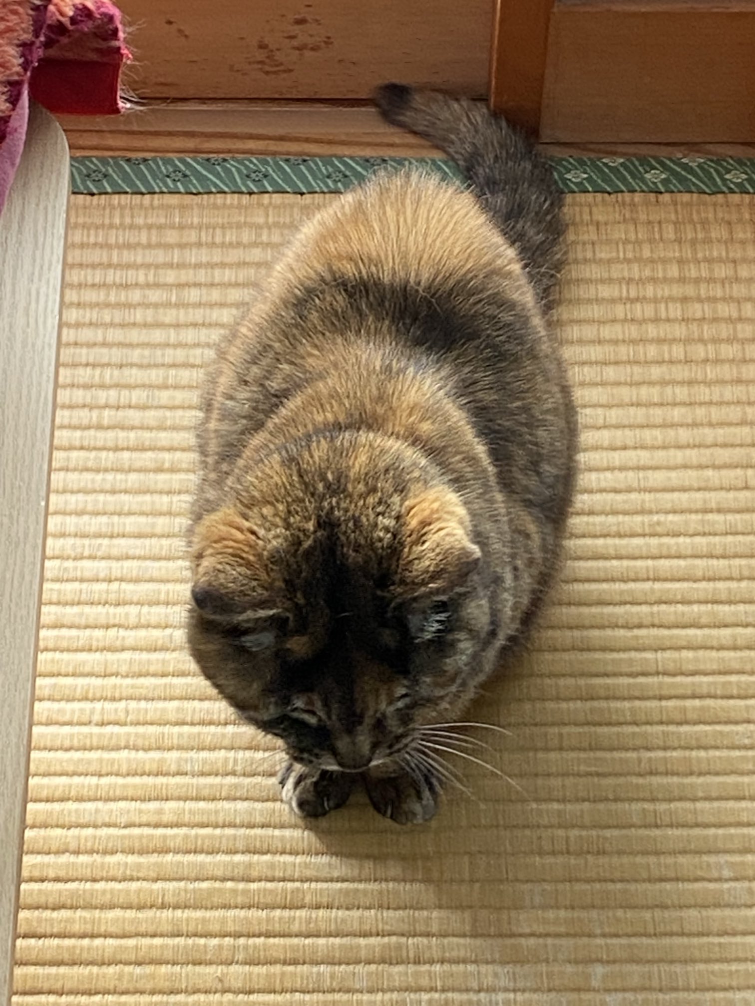 猫先輩  2点 When his beloved sister comes to play, the ex-boss cat gets