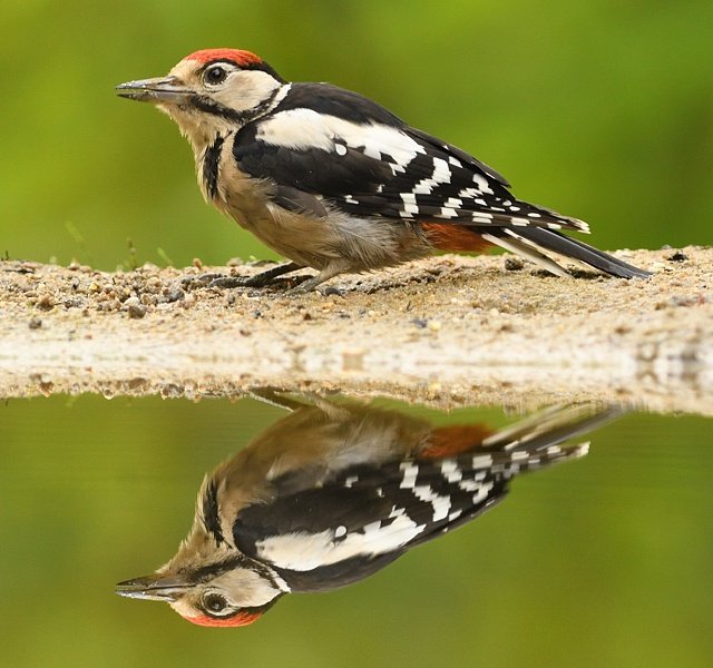 Jonge grote bonte specht.

Fijne avond alvast ☀️🍀